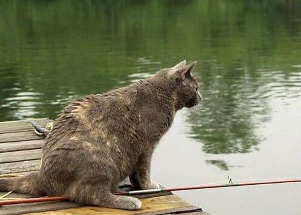 Кіт на риболовлі