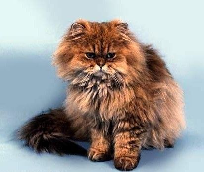 Персидська кішка