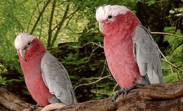 Рожевий папуга какаду інка