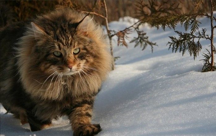 Норвезька лісова кішка
