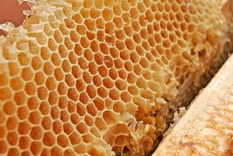 Бджоли - це далеко не тільки мед