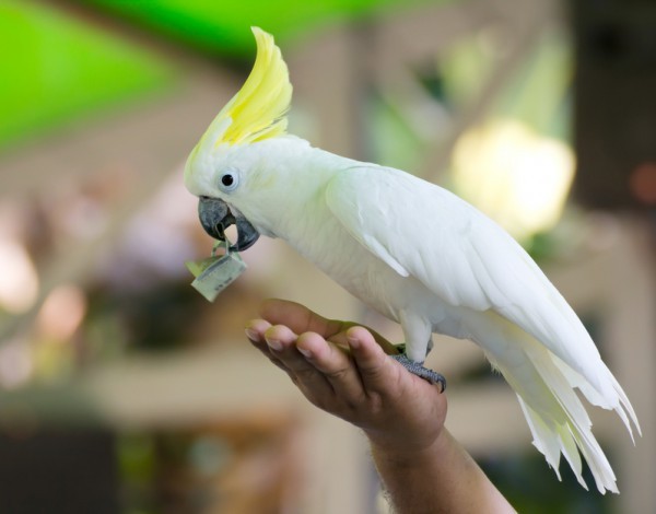 Утримання папуги какаду в домашніх умовах