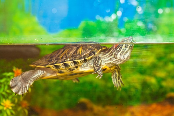 як облаштувати акваріум для черепахи