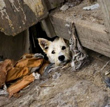 Всесвітній день бездомних тварин - 15 серпня