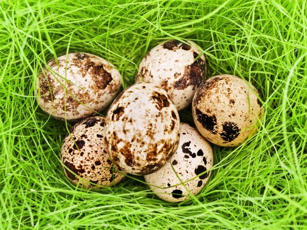 користь перепелиних яєць