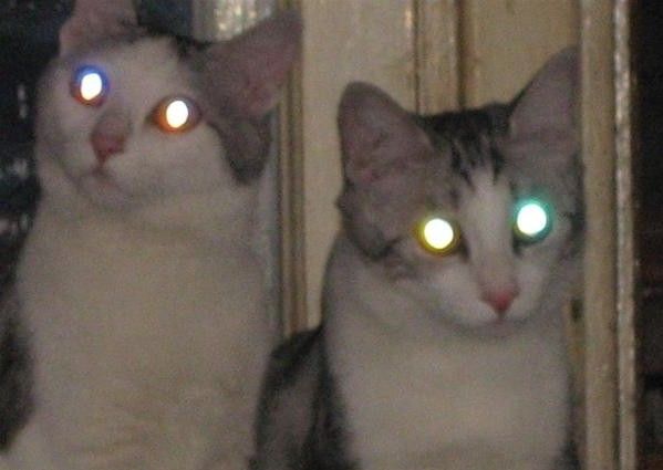 Чому очі кішки світяться в темряві?