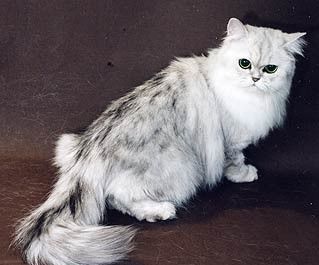Перські кішки шиншили