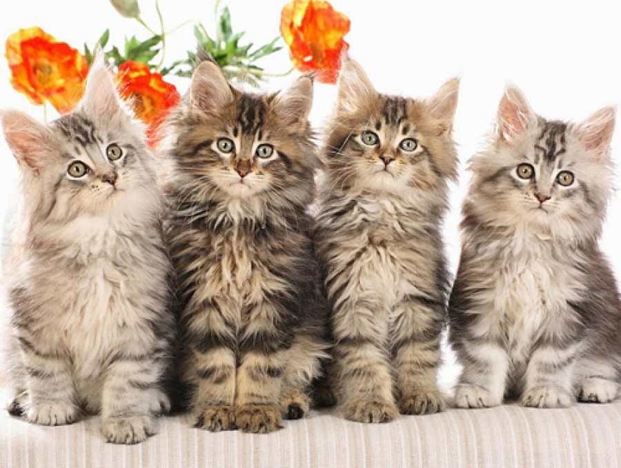 кішки за знаком зодіаку - гороскоп кішок
