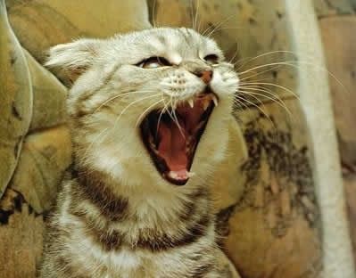 Зубні болі у котів