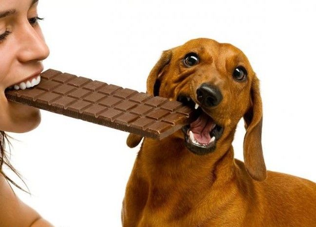 5 продуктів, які згубно впливають на здоров'я собаки