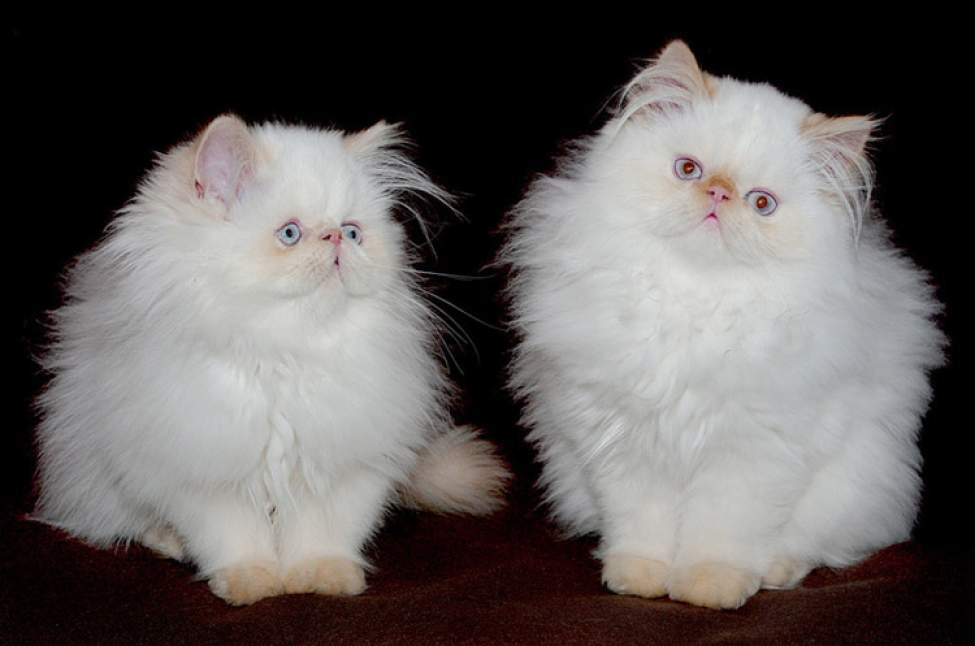 Перські й екзотичні кішки