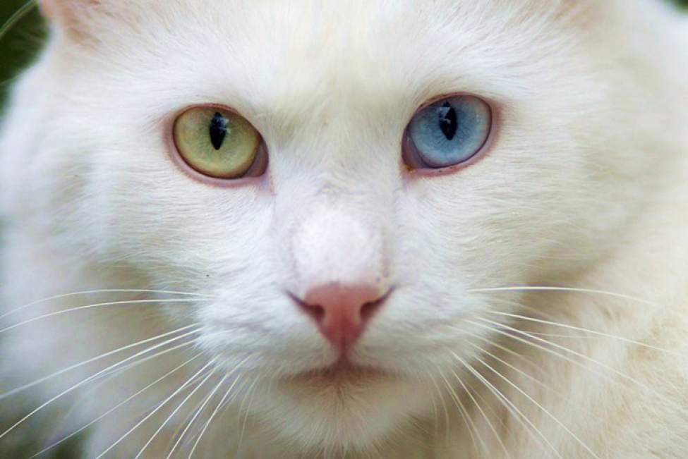 Турецька ангора, або ангорська кішка