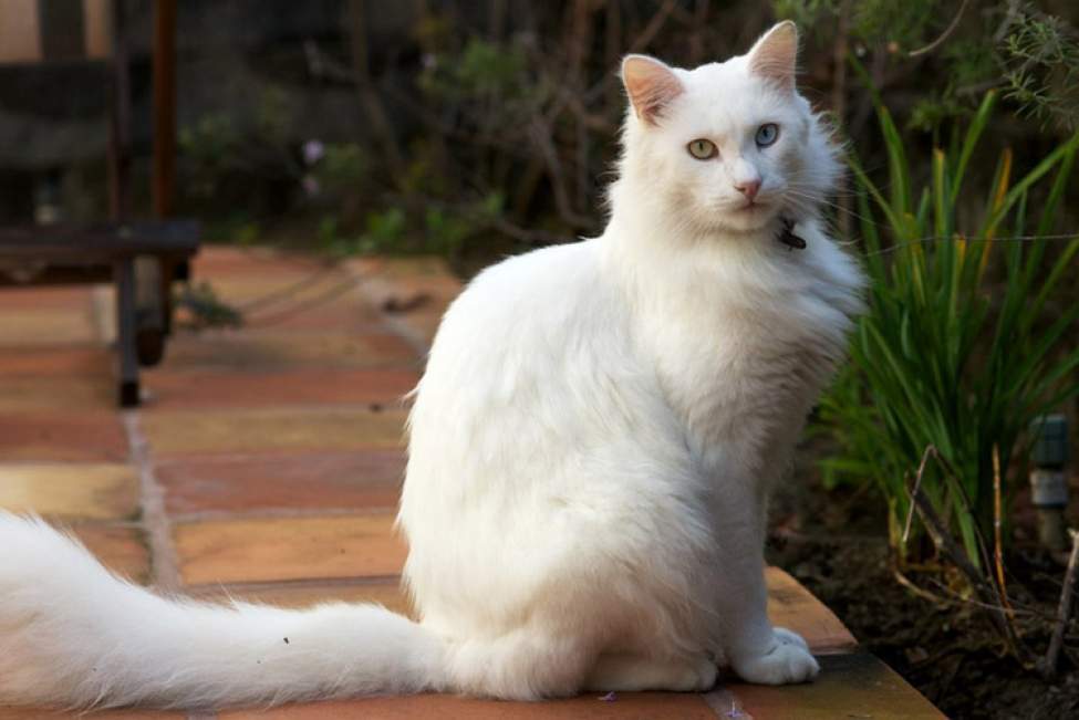 Турецька ангора, або ангорська кішка