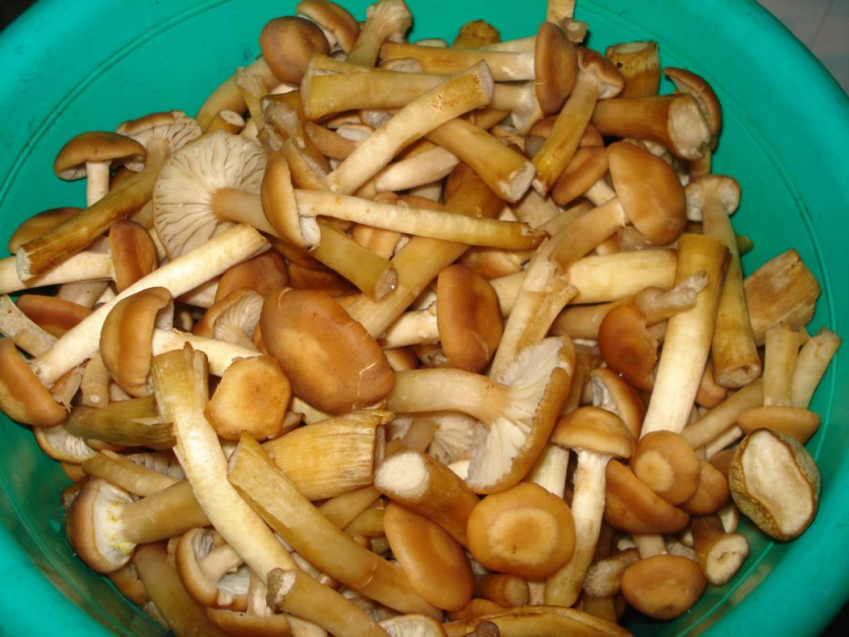 Смачна грибна ікра або смажені опеньки, готові до їжі і заморожування