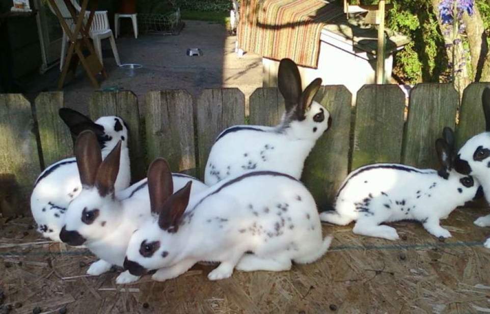 Домашні кролики