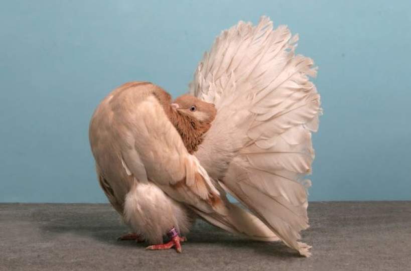 Домашні голуби