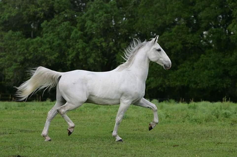 Липицианская кінь